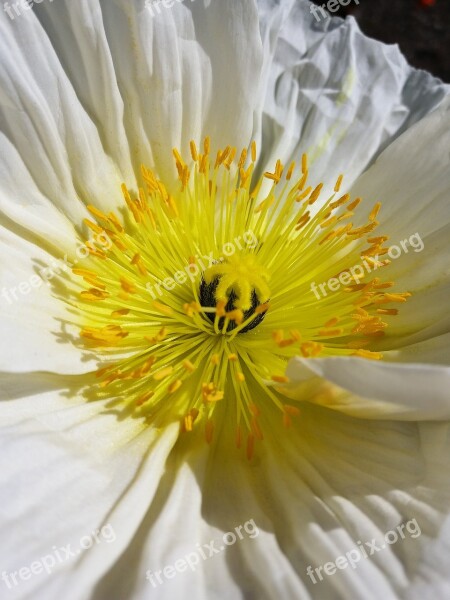 Poppies Pistil Flower Free Photos