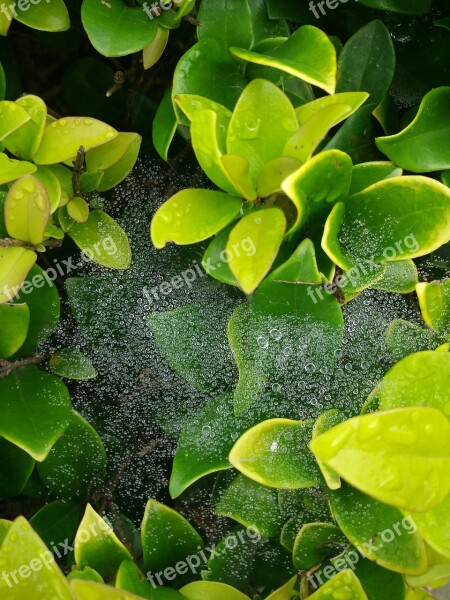 Morning Dew Green Plants Early Autumn Free Photos