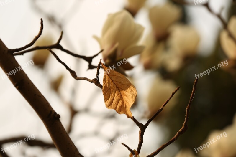 Magnolia Flower White Flower Free Photos