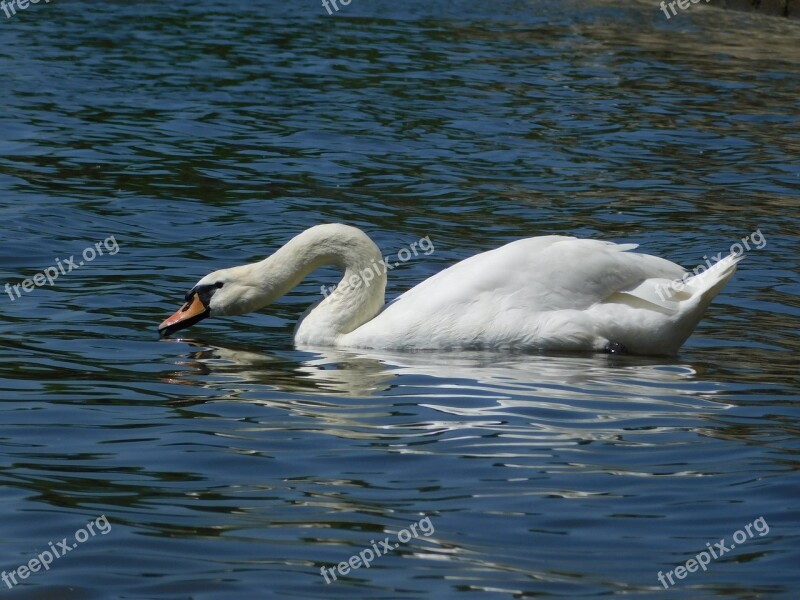 Swan Wiesbaden Biebrich Rhine Free Photos