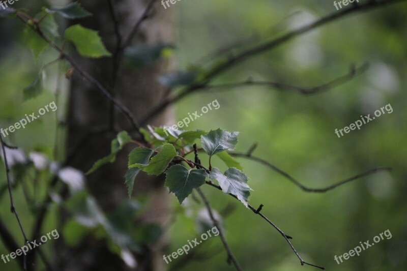 Leaf Birch Nature Leaves Tree