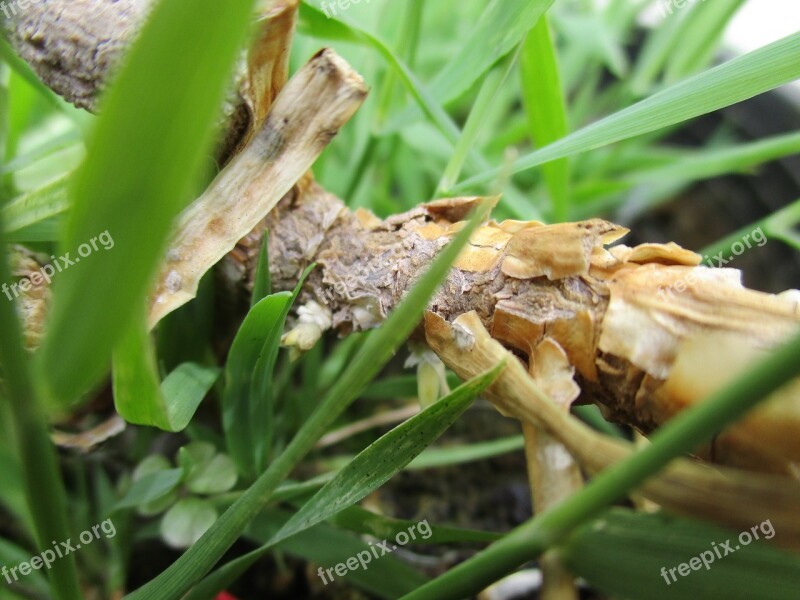 Gems Plants Nature Leaves Free Photos