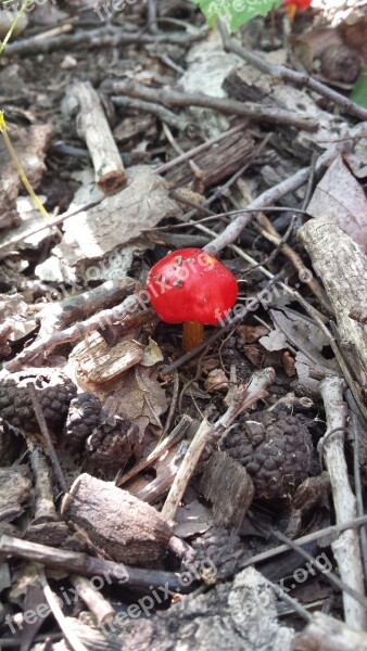 Mushroom Red Nature Fungus Cap