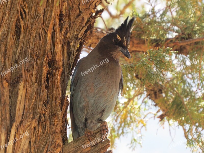 Bird Grand Canyon Wild National Park Scenic