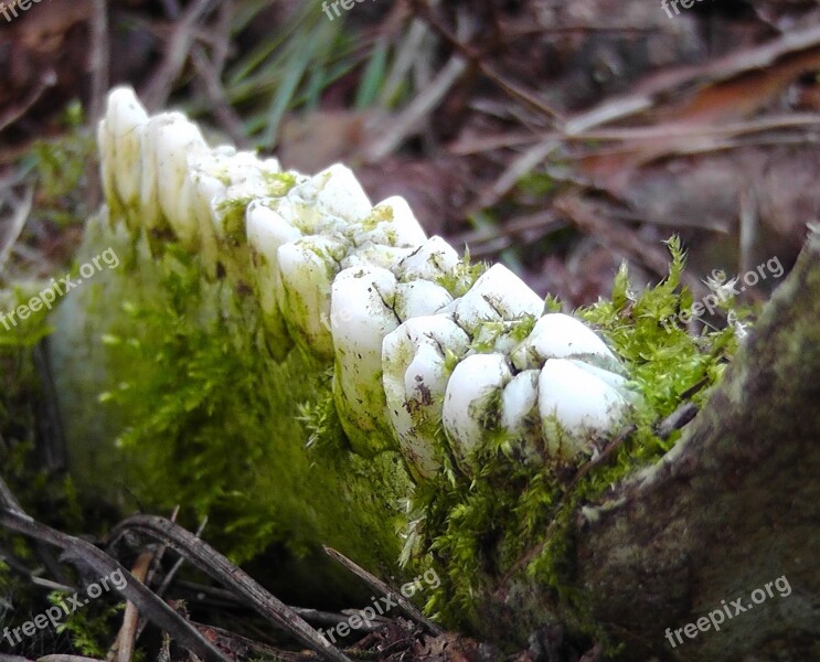 Tooth Pine Teeth Bone Animal World