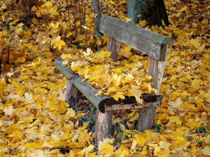 Park Bench Autumn Fall Foliage Bank Park