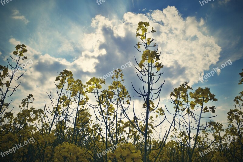 Rape Field Summer Landscape Clouds