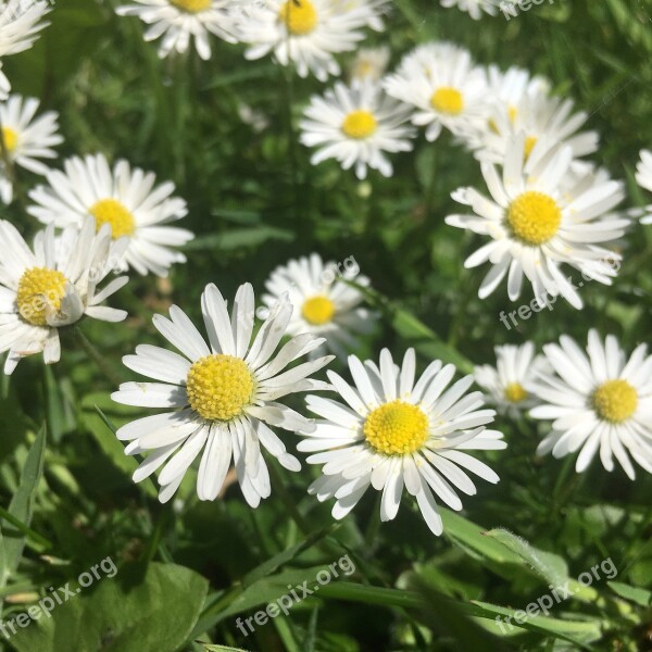 Chamomile Camomile Weed Flo Flower