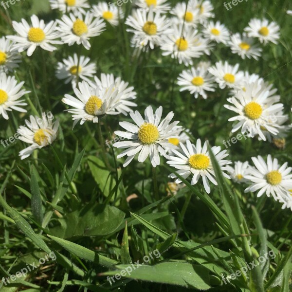 Chamomile Flower Garden Tea Nature