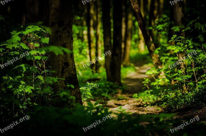 Trail Forest Nature Landscape Trees