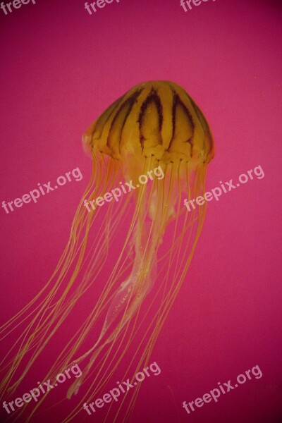 Jellyfish Aquarium Sea Ocean Underwater