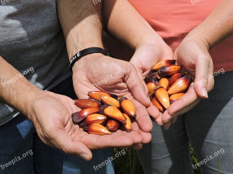 Nature Seeds Pinion The Trees Free Photos