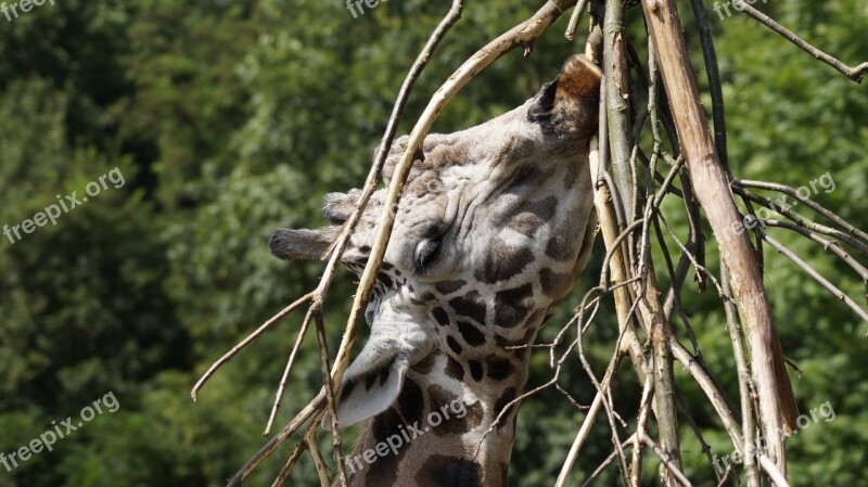 Giraffe Zoo Leipzig Free Photos