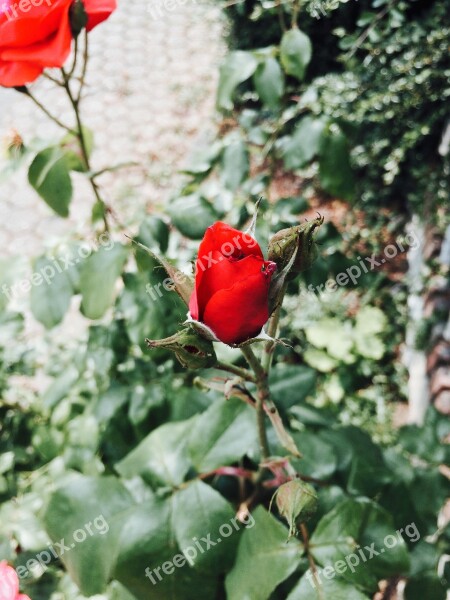 Rose Red Green Flower Red Roses