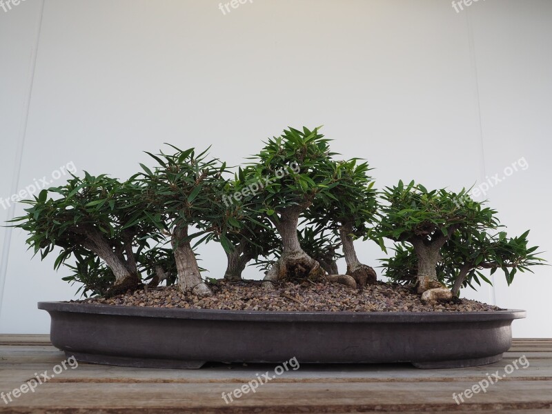 Bonsai Tree Japanese Green Miniature