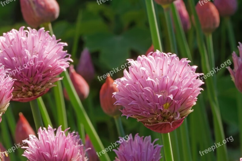 Chives Allium Schoenoprasum The Grass Leeks Bins Lauch Brislauch