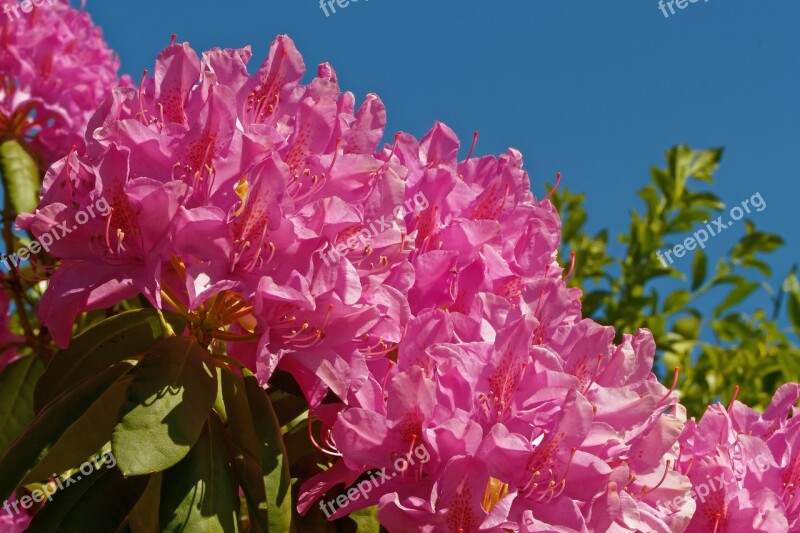 Rhododendron Bush Flowers Pink Garden