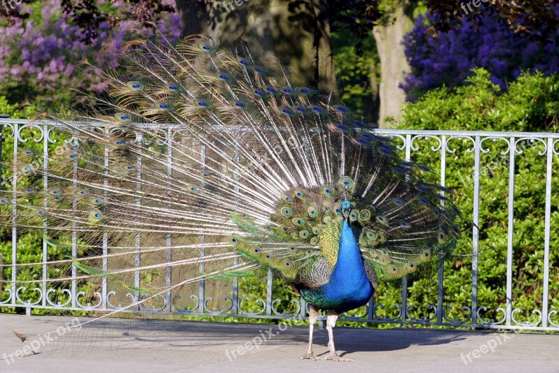 Peacock Bird Park Tail Peacock Eye Tom