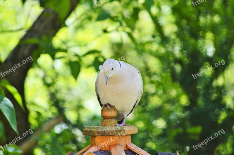 Dove Bird Feather Animal Plumage