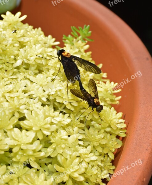 Mating Golden Backed Snipe Fly Fly Insect Animal Stonecrop