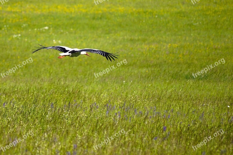 Stork Bird Animal Nature Flight