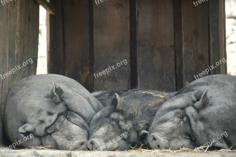 Lazy Sow Pig Alpine Wildlife Park Allgäu