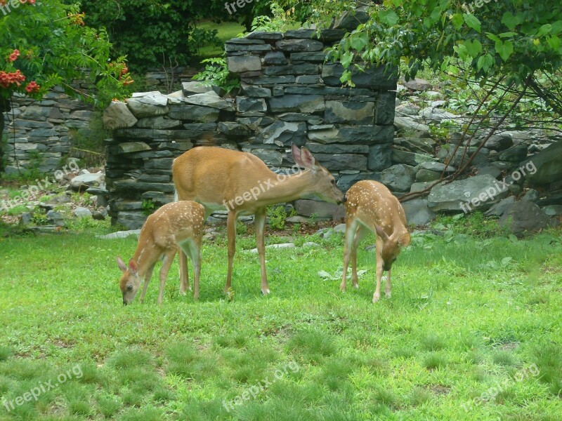 Deer Fawn White Tailed Deer Animal White-tail