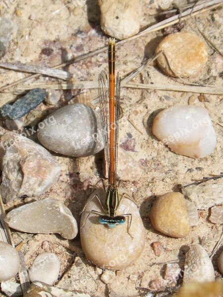 Platycnemis Acutipennis Orange Dragonfly Detail Stones Winged Insect