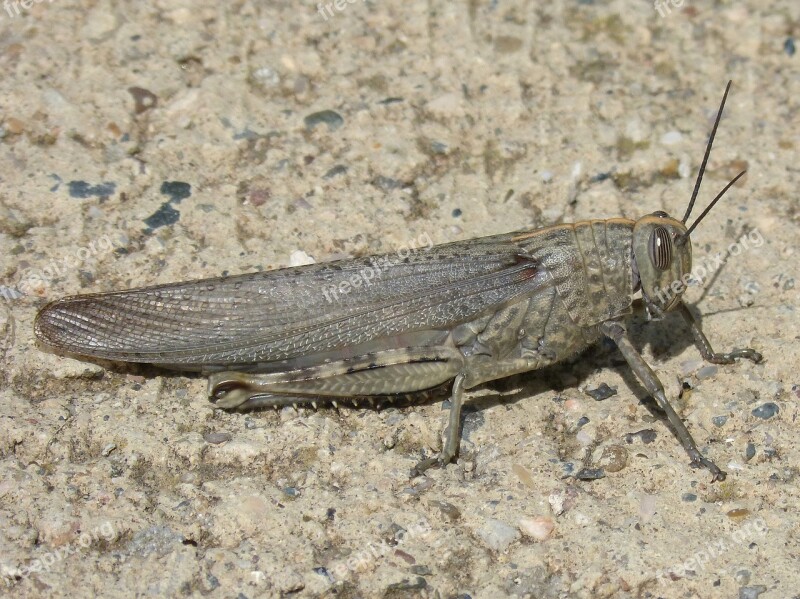 Grasshopper Detail Lobster Orthopteron Free Photos