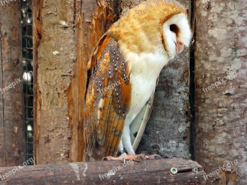 Owl Scares Lady-white Tylo Alba Strigiformes