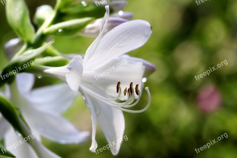 Vivian Chu Plants Nature Forest Flowers