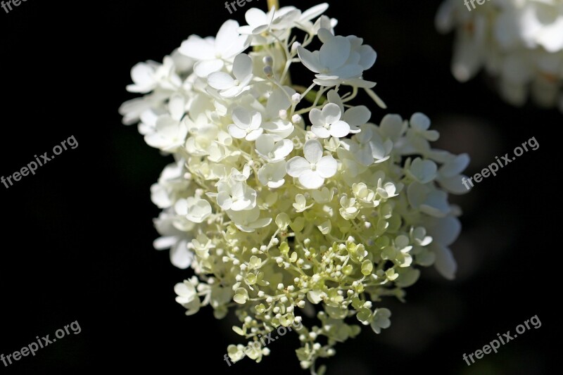 Hydrangea Plants Nature Forest Flowers