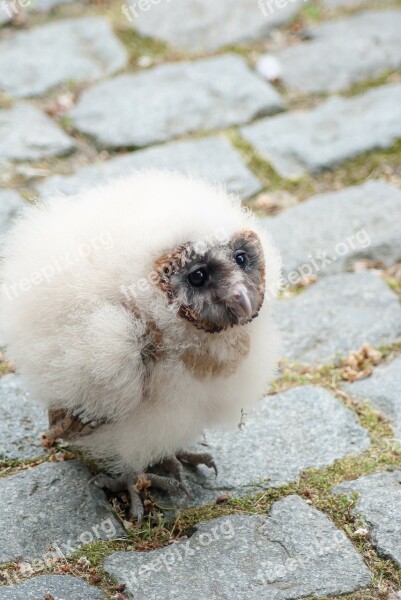 Owl Young Owl Bird Of Prey Animal Eurasian Eagle Owl