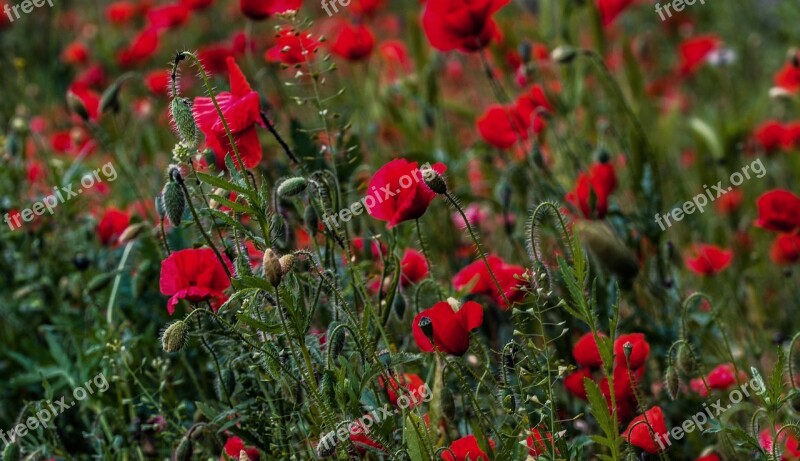 Poppy Meadow Red Red Poppy Nature