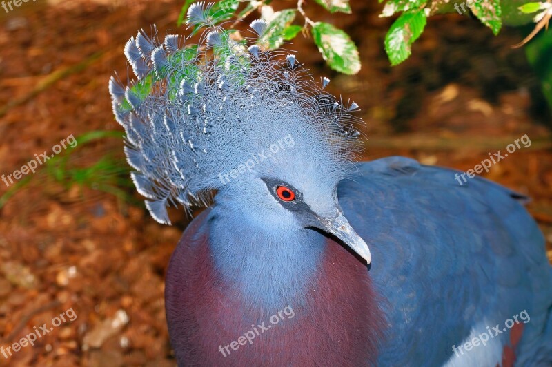 Dove Fan-deaf Plumage Bird Spring Crown