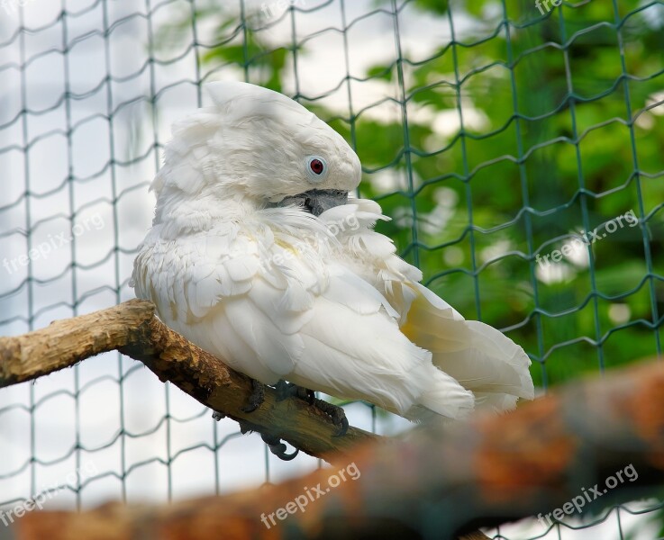 Bird Cockatoo White Plumage Parrot