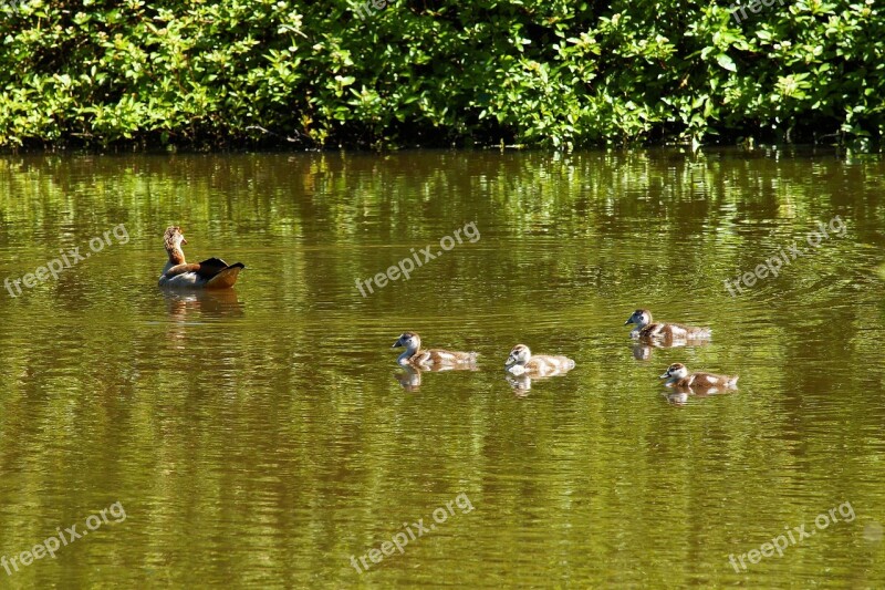 Duck Mamma Family Water Waterfowl