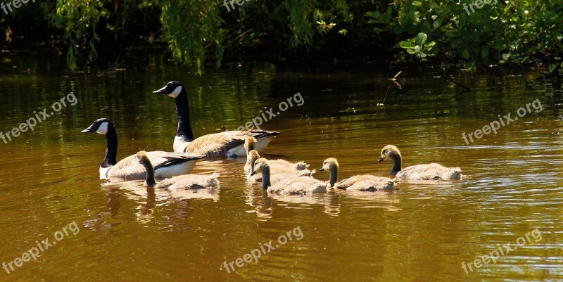 Geese Canada Geese Family Early Summer Young