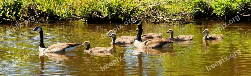 Geese Canada Geese Family Early Summer Young