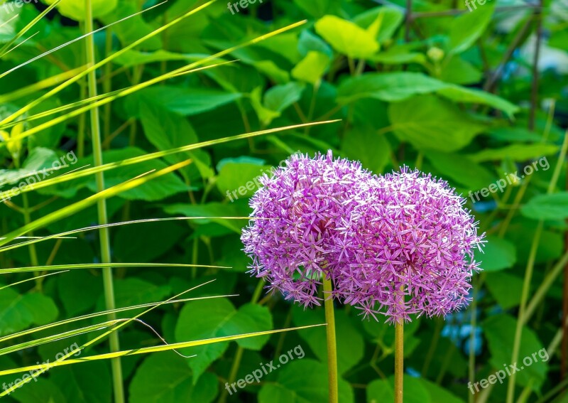 Flowers Spring Bloom Green People Of Color