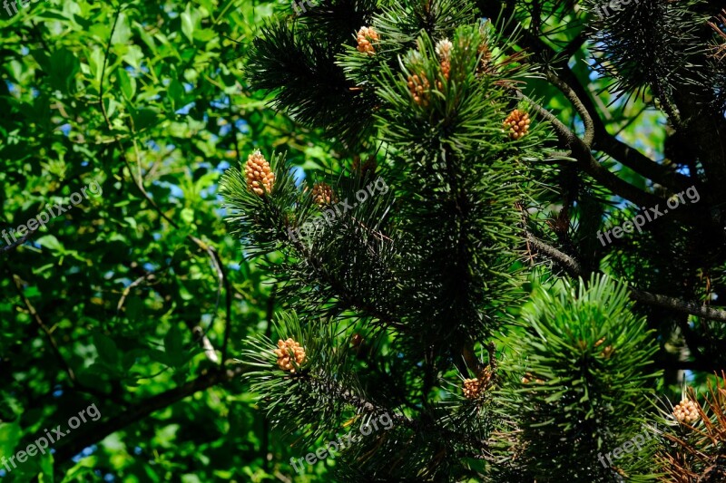 Spruce Conifer Forest Nature Tree