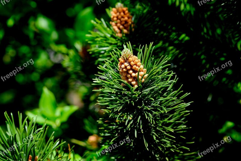 Pine Cones Spruce Conifer Forest Nature