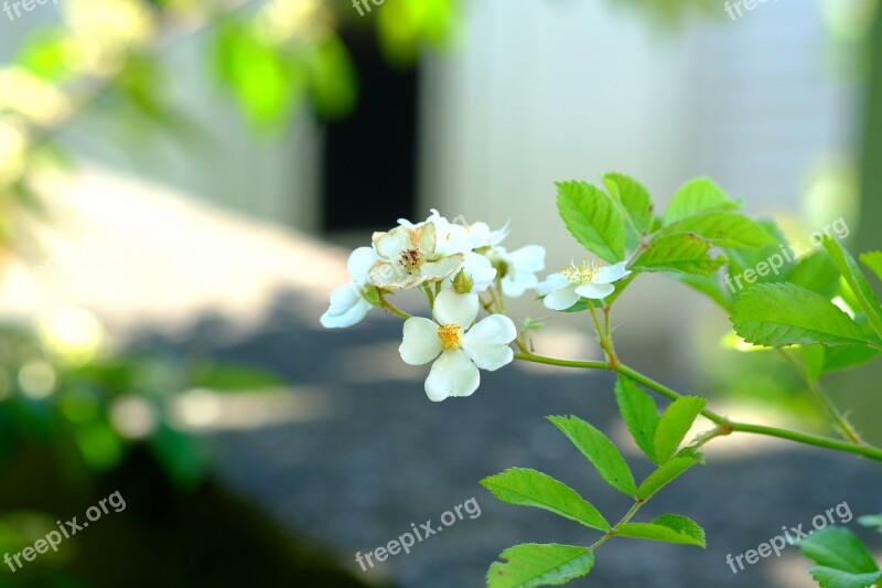 Five Finger Shrub Finger Shrub Potentilla White Flower Bush