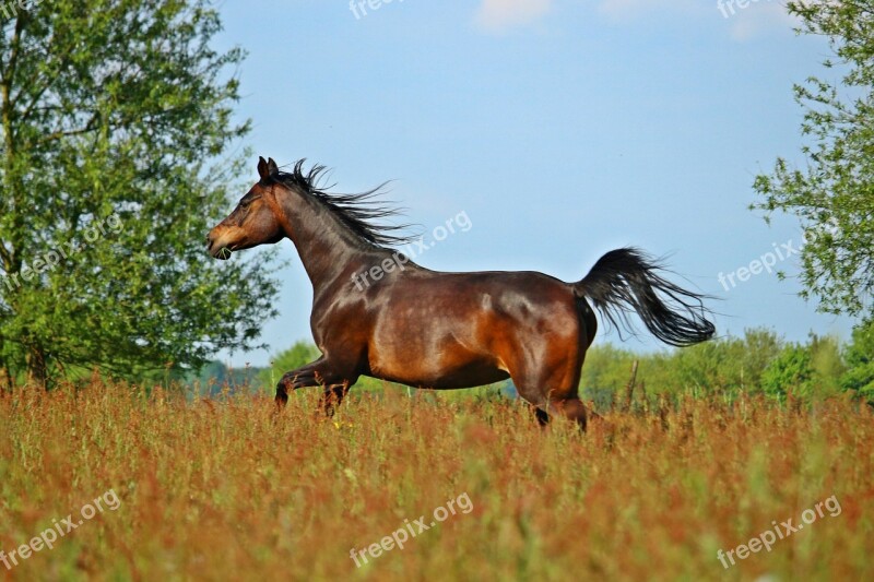 Horse Brown Thoroughbred Arabian Brown Horse Mare