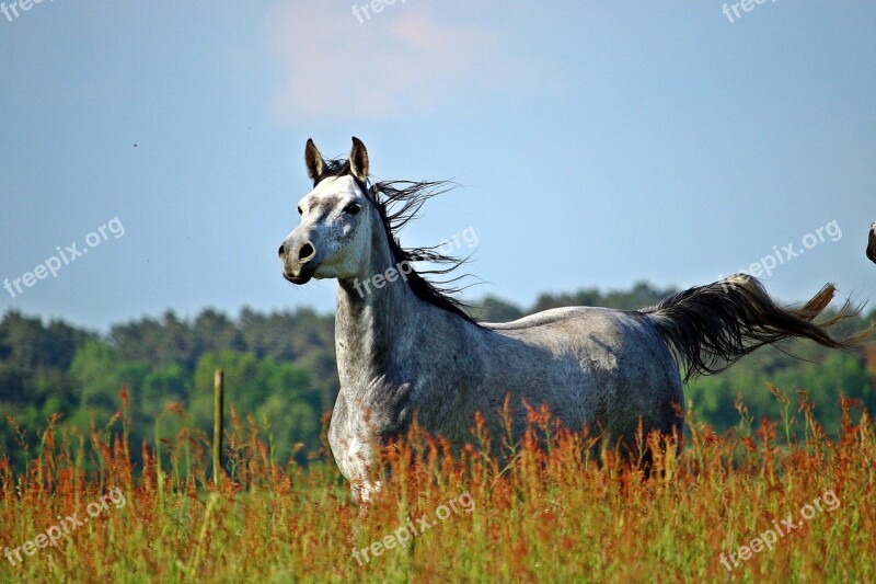 Horse Meadow Mold Thoroughbred Arabian Coupling