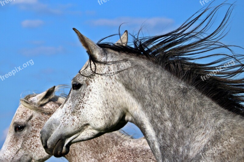 Mold Horse Thoroughbred Arabian Mane Horse Head