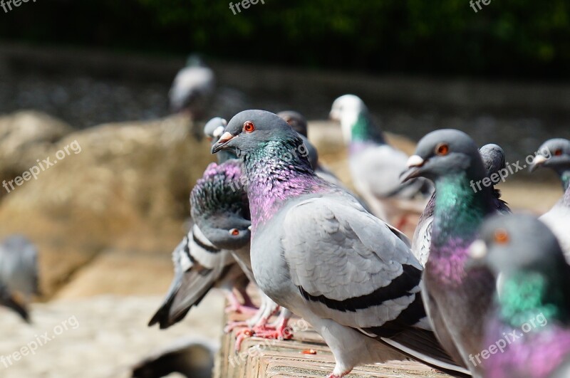 Pigeon Static Pet Free Photos