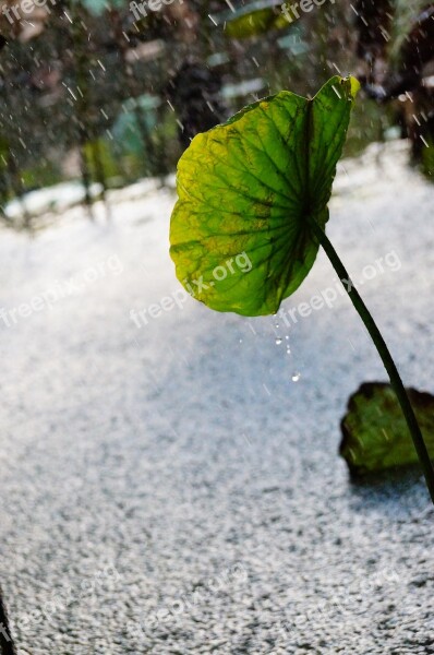 Lotus Leaf Condensation Spilled Free Photos