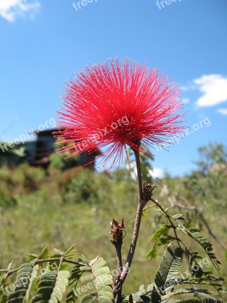 Caliandra Cerrado Flower Nature Brazilian Cerrado