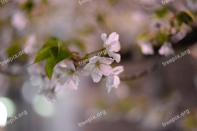 Cherry Blossoms Japan Spring In Japan Pink In Full Bloom